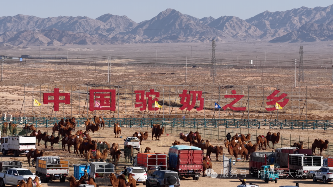 关于阿拉善,你万万想不到丨阿拉善右旗的骆驼比人多